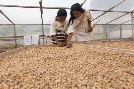 Más de mil familias Kogui en Magdalena y La Guajira se beneficiarán con el Centro de Acopio de Malanga y Café