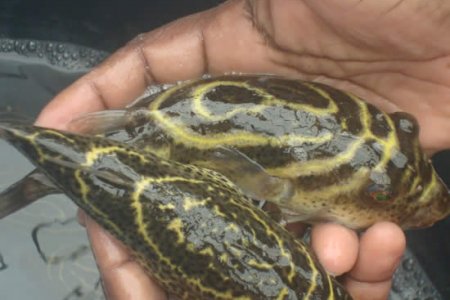 Investigadores de la Unipacífico adelantan estudio sobre el Desarrollo de la Maricultura en el Pacífico colombiano