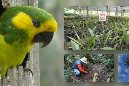 EPSA adelanta el proyecto más grande de conservación del árbol nacional de Colombia y hábitat del loro orejiamarillo