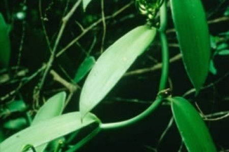 El Programa de Agronomía de la Universidad del Pacífico adelanta estudio sobre las especies de vainillas silvestres en el Pacífico colombiano