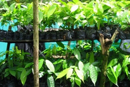 CRECEN SEMILLEROS DE CACAO EN BUENAVENTURA CON LA SEGURIDAD DE LA ARMADA NACIONAL