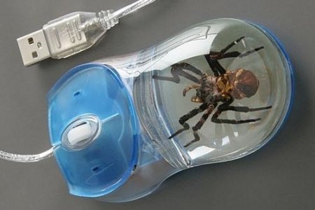 Un mouse que trae una araña de regalo