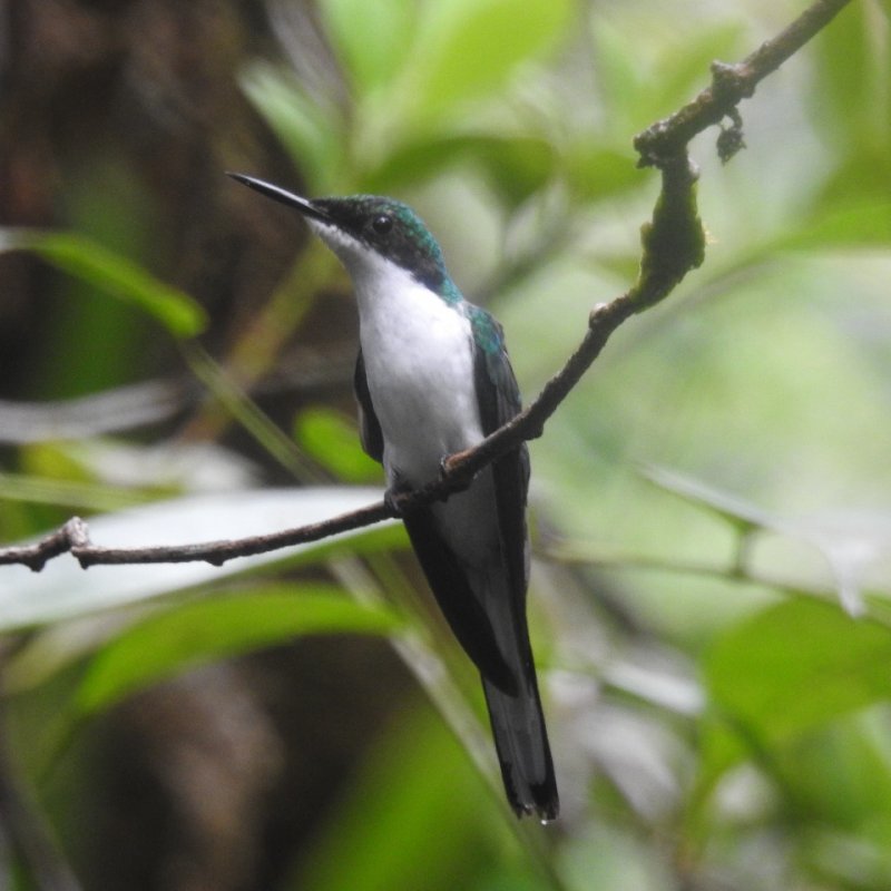 Turismo biocultural La Plata, Bah&iacute;a M&aacute;laga 1
