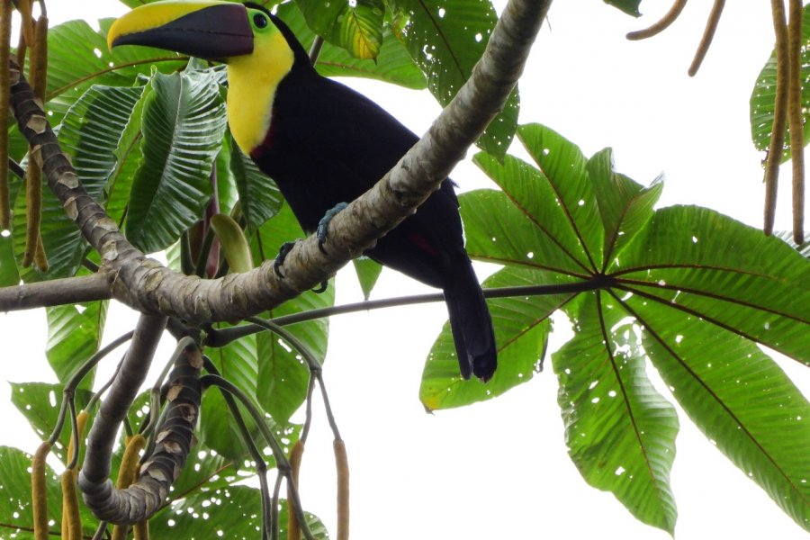 Una mirada del turismo biocultural desde el litoral Pacífico colombiano