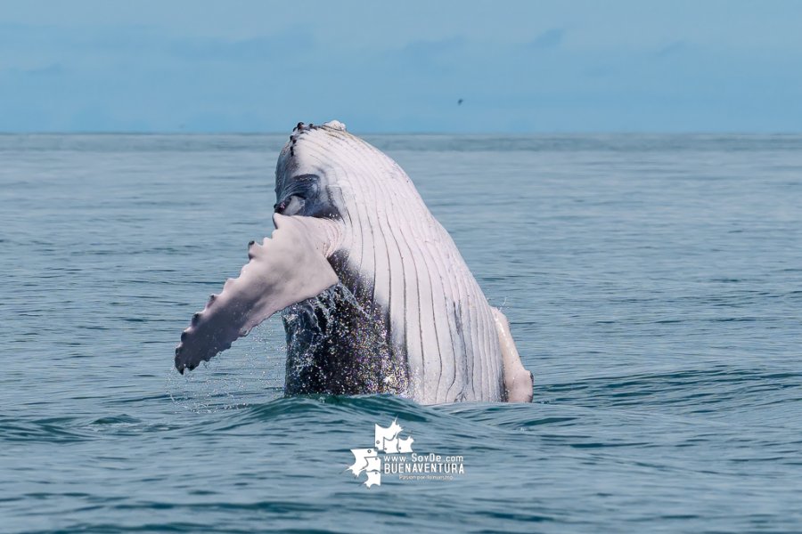 Buenaventura invita a disfrutar del último mes de temporada de avistamiento de ballenas