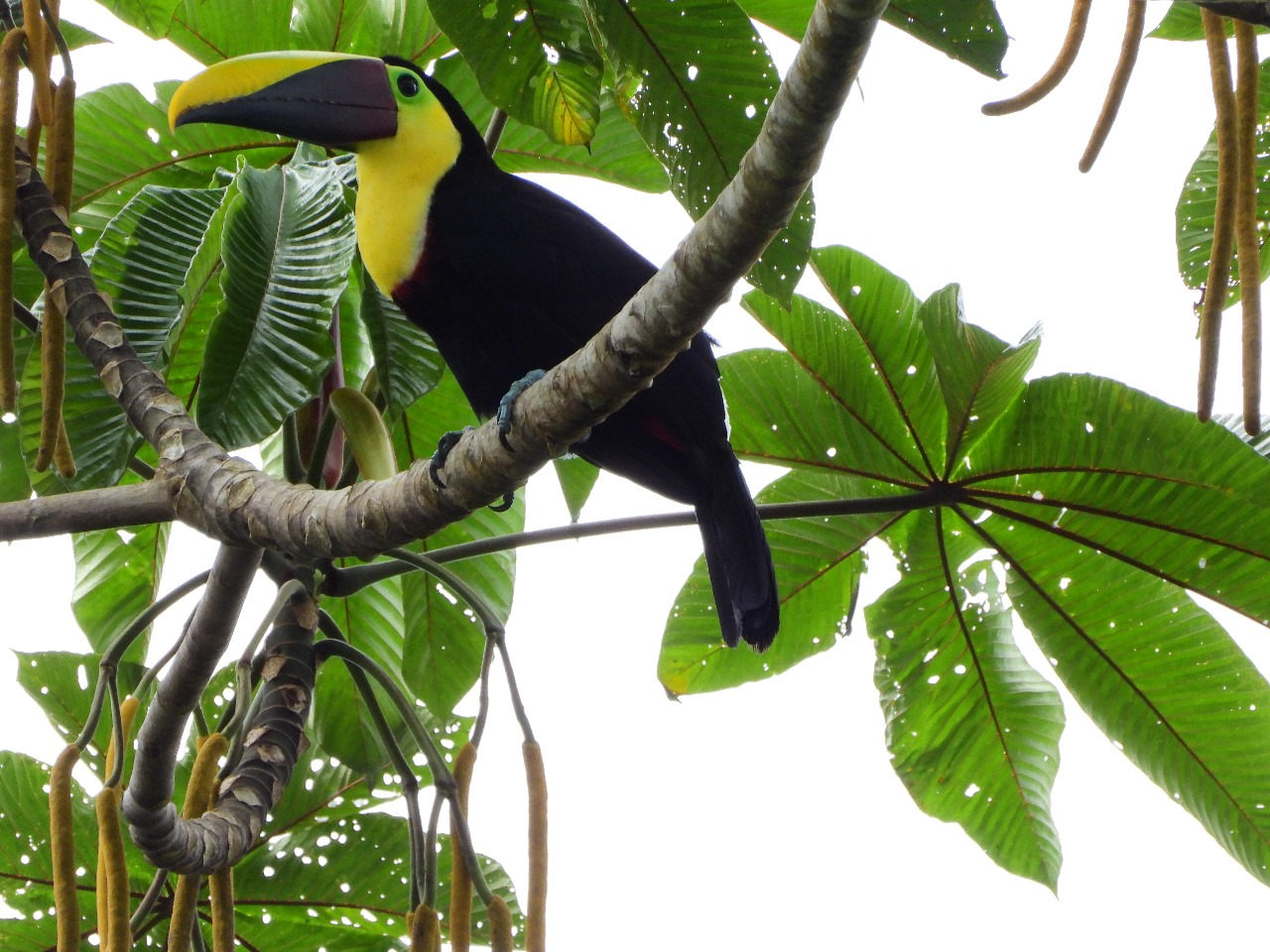 Una mirada del turismo biocultural desde el litoral Pacífico colombiano