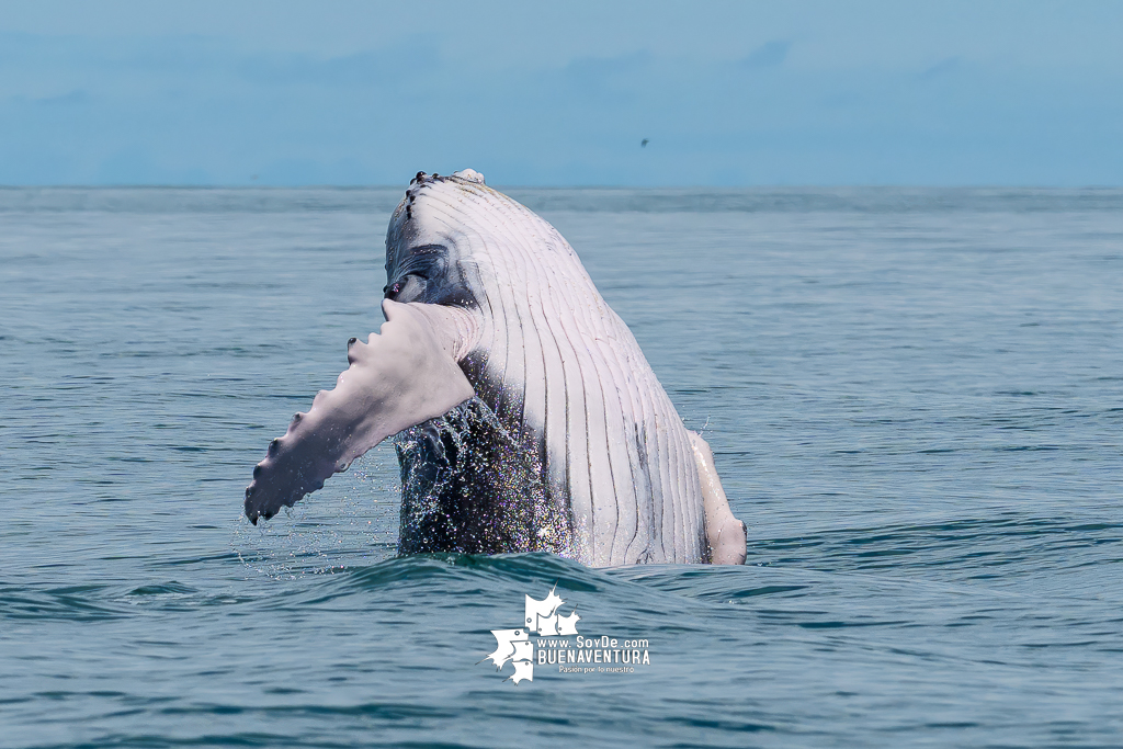 Buenaventura invita a disfrutar del último mes de temporada de avistamiento de ballenas