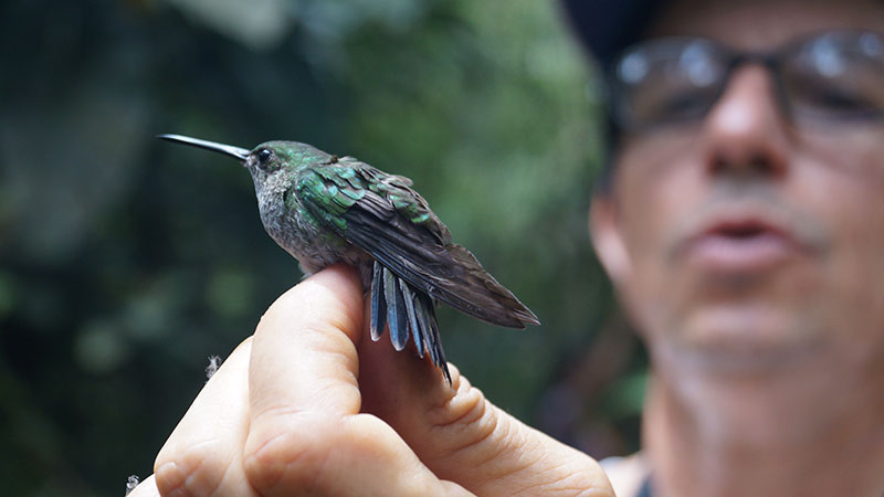 Docente de la Unipacífico adelanta estudio sobre la avifauna en Sacarías y en el área boscosa del campus universitario