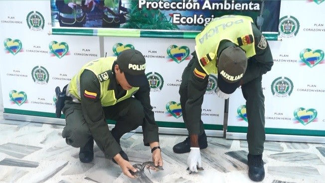 Policía ambiental en Buenaventura rescata tres babillas