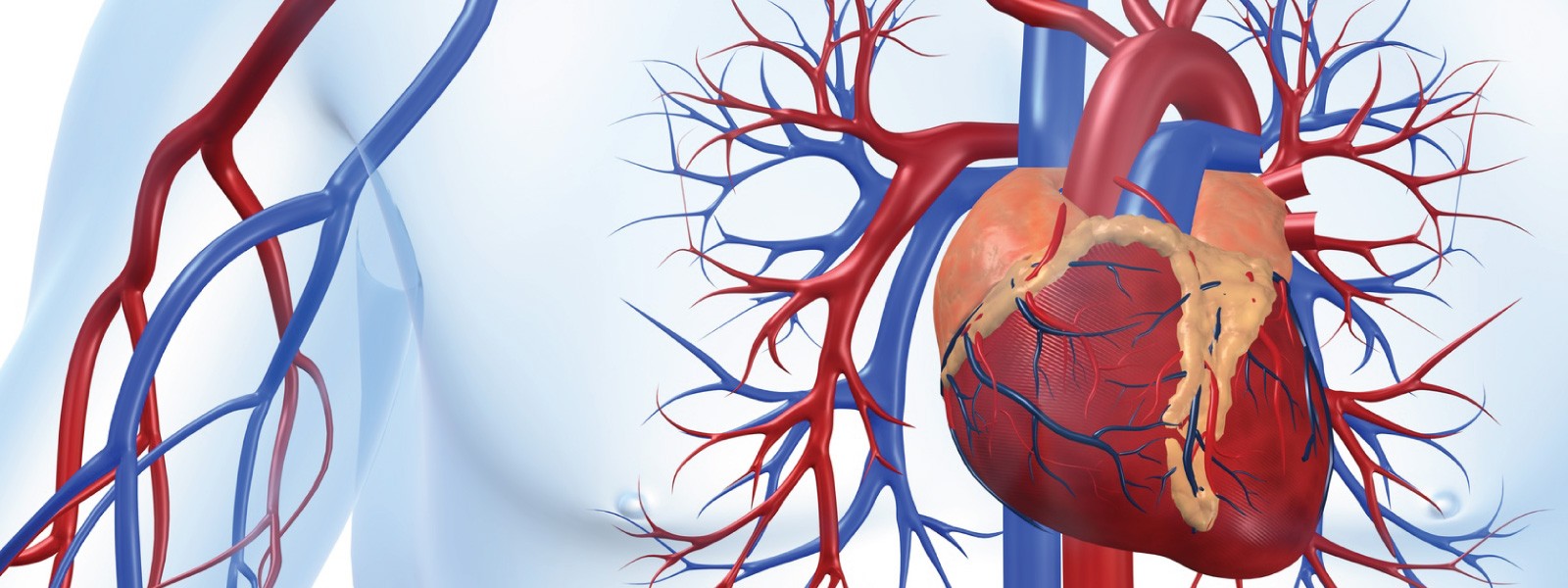 Enfermedades cardiovasculares, primera causa de muerte en el mundo