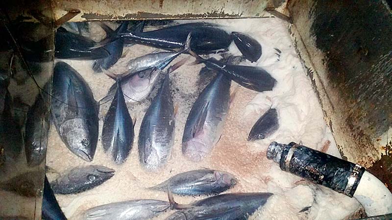 Autoridad de pesca certificó 70 toneladas de pesca ilegal transportada en el  buque “Cabo de Hornos”