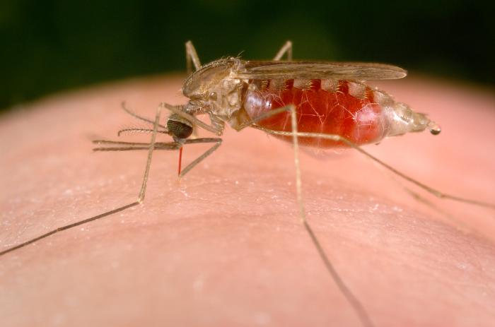 Secretaría de Salud capacitó a personal médico y enfermeras sobre la guía de atención clínica integral a pacientes con malaria