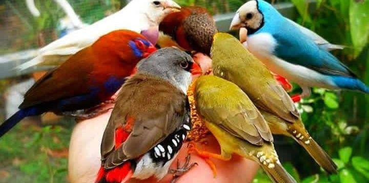 “El Valle de Colores”, la iniciativa que fomentará el avistamiento de aves en la región