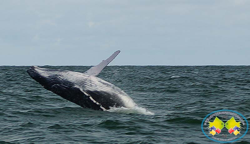 Juanchaco será epicentro del Festival de la Ballena Yubarta