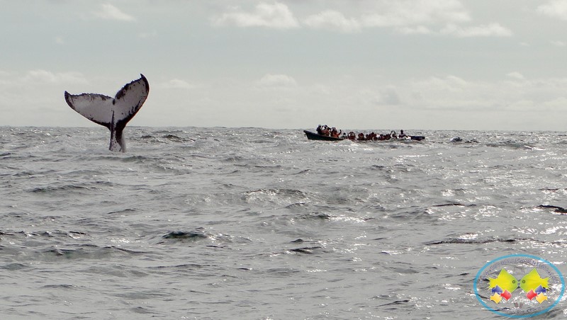 Se realizó el Festival de la Ballena Yubarta en Juanchaco