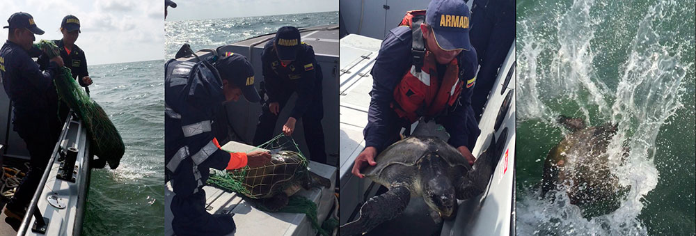 La Armada Nacional rescató una tortuga marina cerca a la isla Gorgona