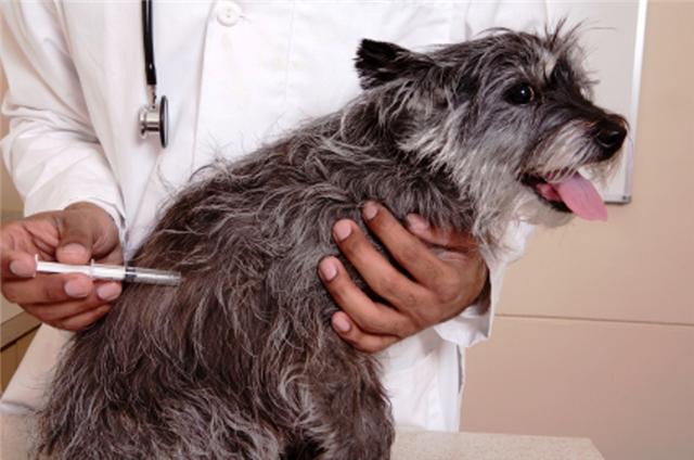 Secretaría de Salud del Valle recomienda revisar vacunación de perros y gatos ante alerta nacional por rabia