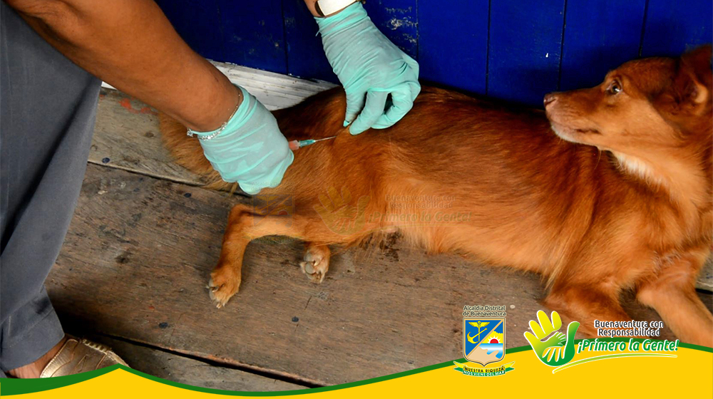 Se realizó jornada de vacunación antirrábica de mascotas