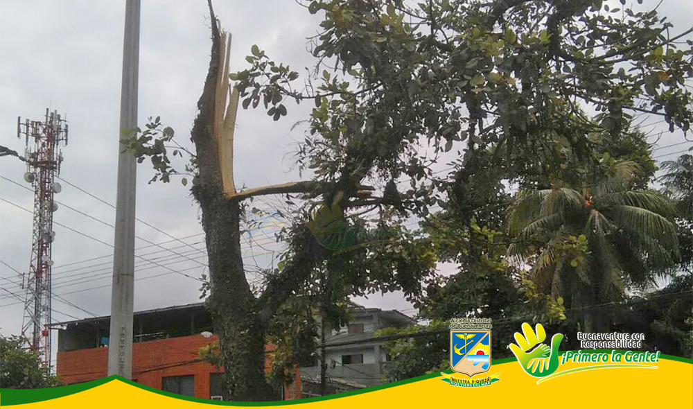 Caída de árbol en la entrada al barrio El Jorge es investigada por el EPA
