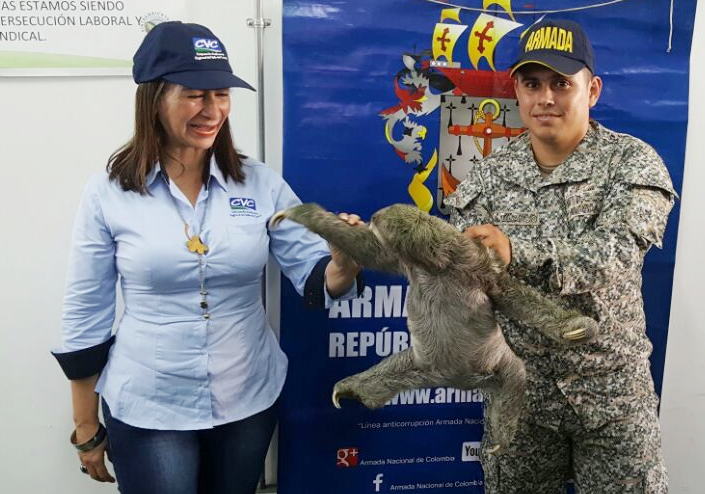 La Armada Nacional rescató un oso perezoso en zona rural de Buenaventura