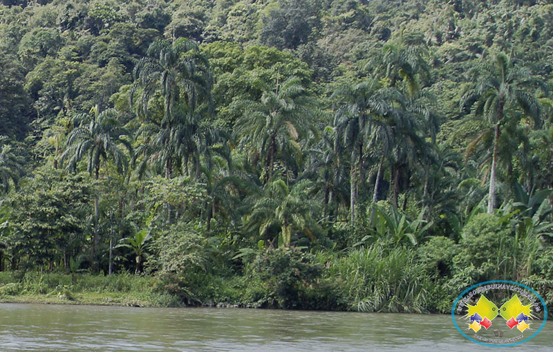 4.000 semillas de chontaduro fueron entregadas a la comunidad de la vereda Palmeras de Buenaventura