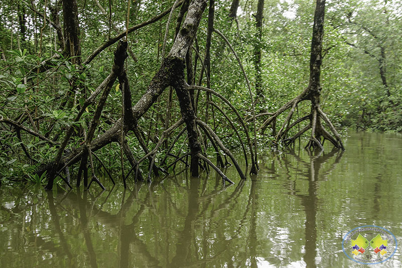 Lanzan Campa&ntilde;a de Orgullo para conservar el Manglar