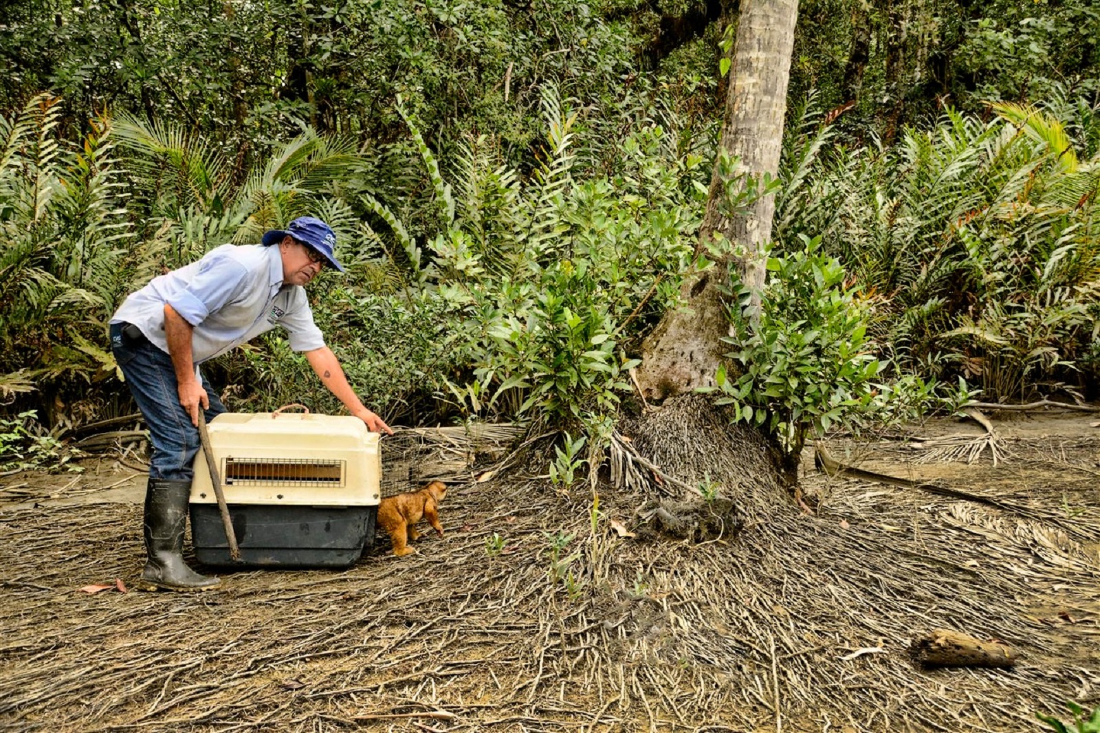 CVC liberó más de 80 animales en Isla Ají, en el pacífico vallecaucano