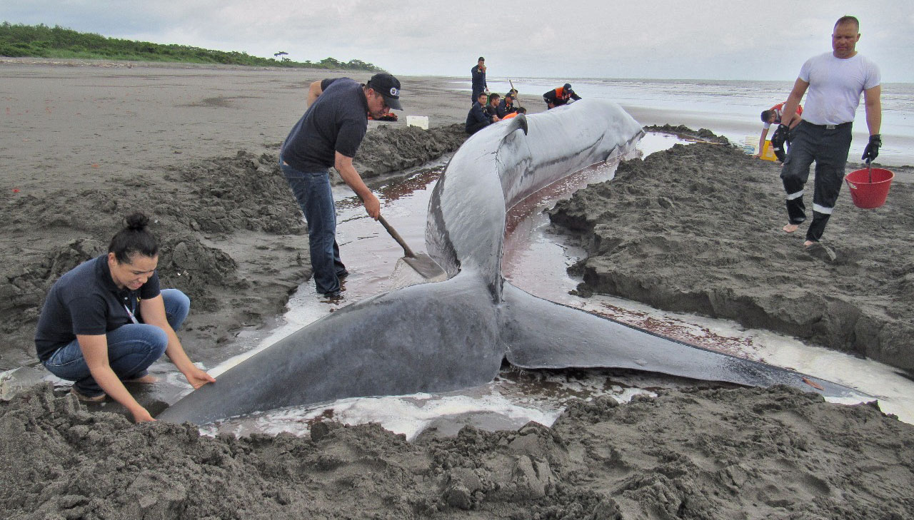 Pese a esfuerzos por rescatarla, fallece ballena que había encallado en playas de Tumaco