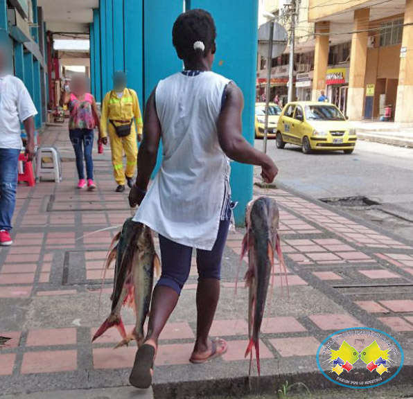 Podrían estarse encogiendo los peces debido al cambio climático