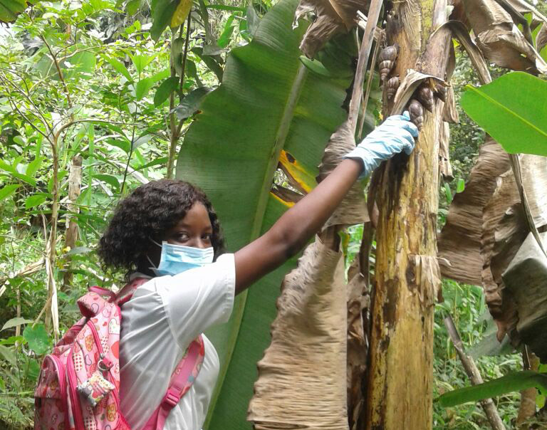 Eliminan cien kilos de caracol africano en Puerto Merizalde