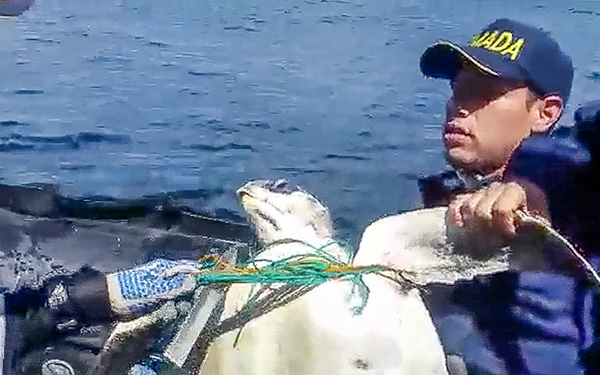 La Armada Nacional liberó tortuga enredada en una red de pesca en Gorgona