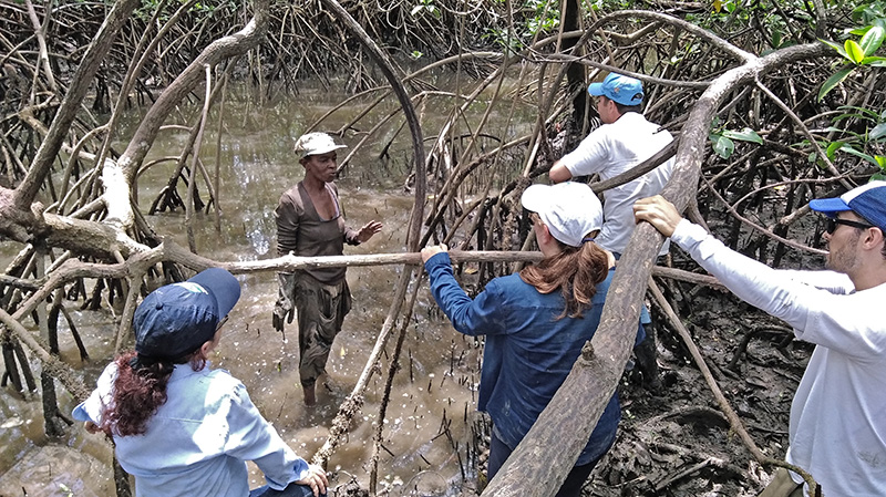 La CVC, comunidades locales y otras organizaciones, buscan conservar el manglar y la piangúa