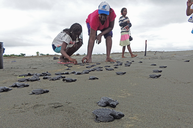 En Puerto Espa&ntilde;a, ayudan a 98 crías de tortuga a llegar al mar