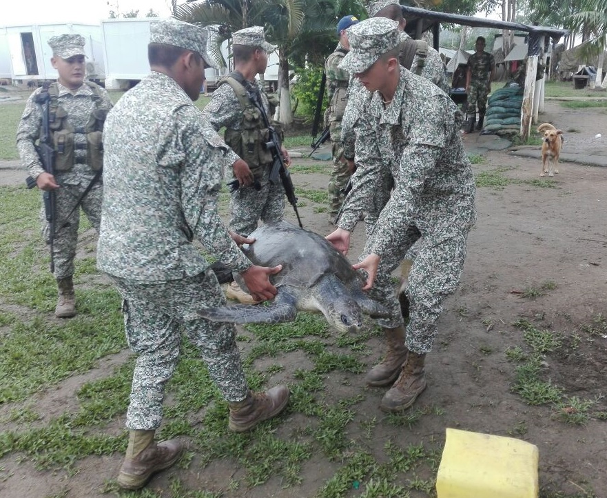 Rescatan y liberan tortuga marina en Nari&ntilde;o