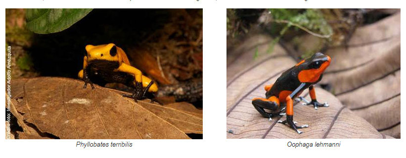 Epsa y Uniandes entregan primeros resultados de investigación sobre dos ranas venenosas colombianas en amenaza de extinción