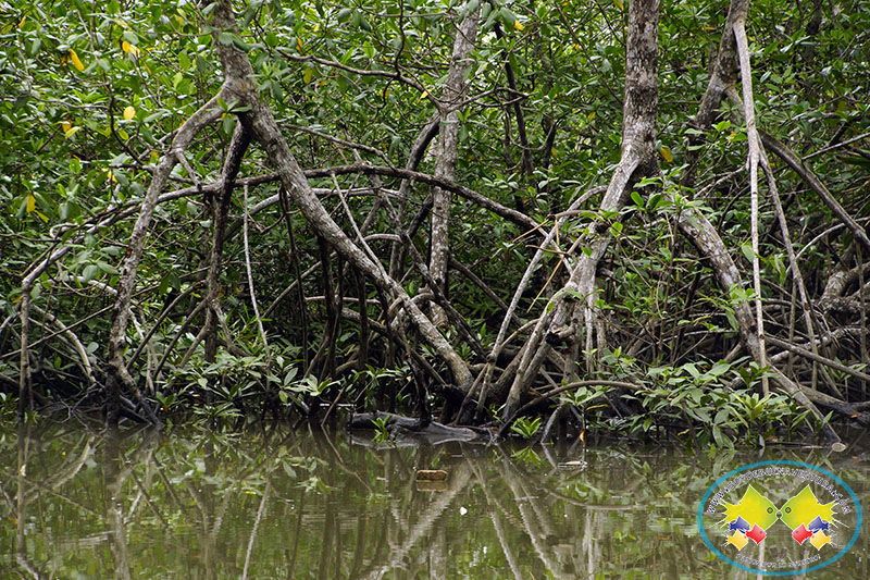 CVC Y Unipacífico monitorearán estado del ecosistema manglar