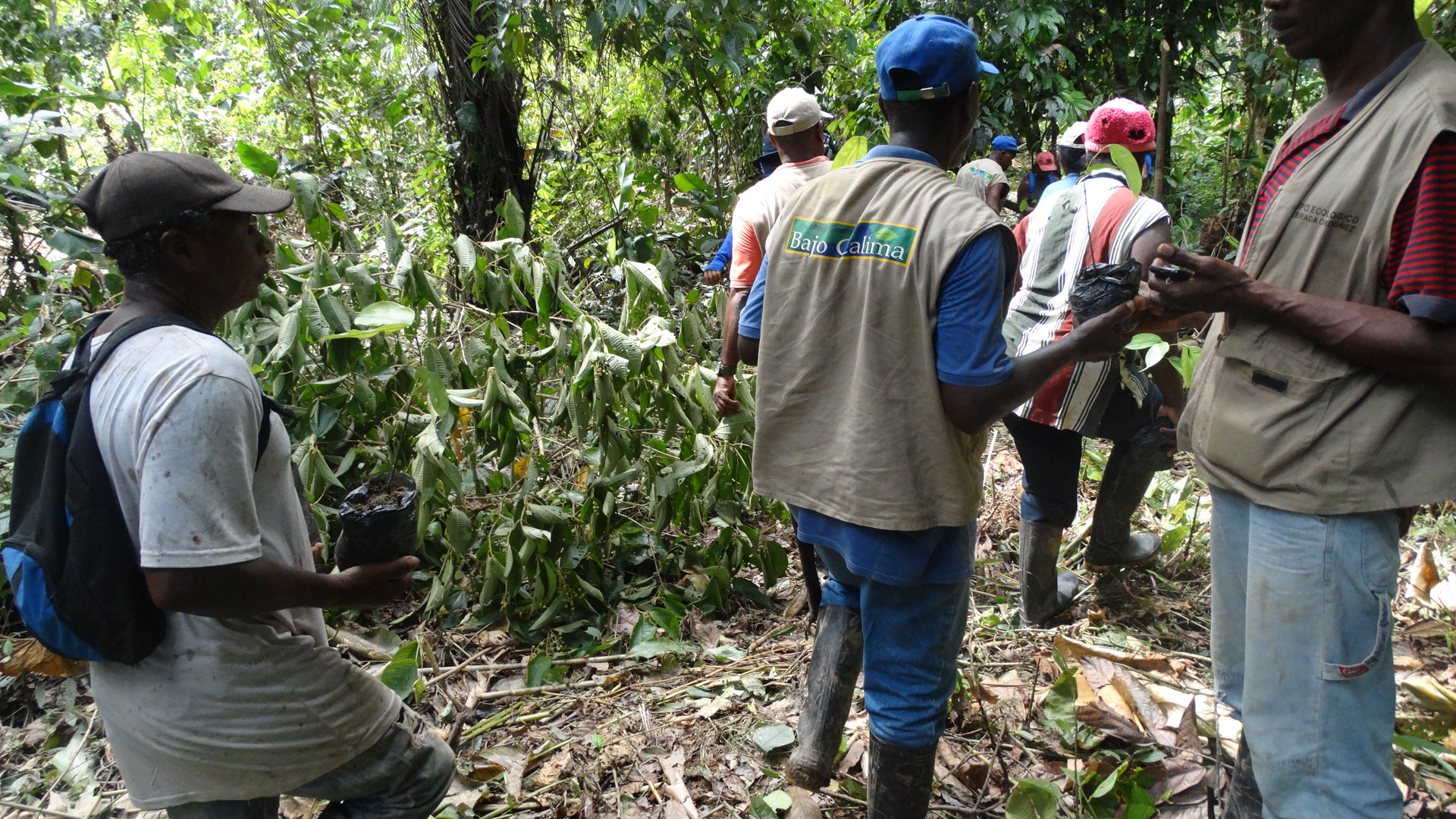 El corregimiento del Bajo Calima fue escogido como uno de los 'Núcleos Forestales' de Colombia