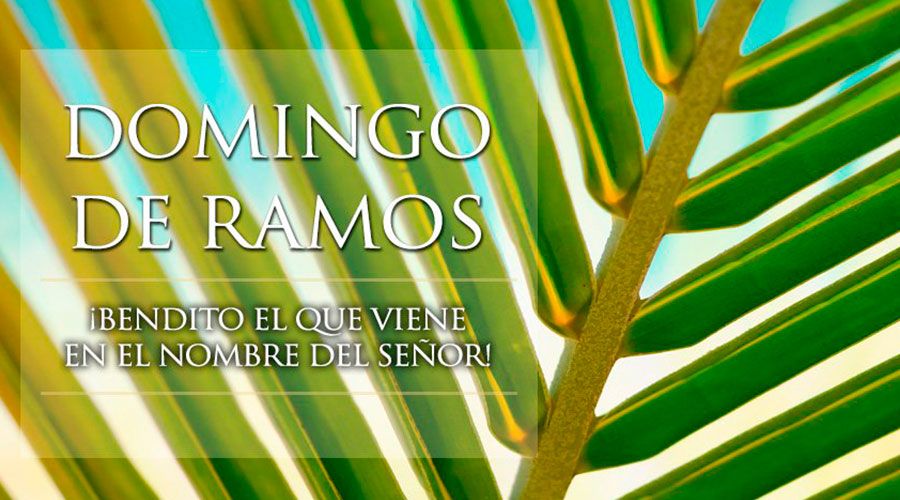 La CVC liderará campa&ntilde;a educativa para evitar uso de palmas silvestres en domingo de ramos