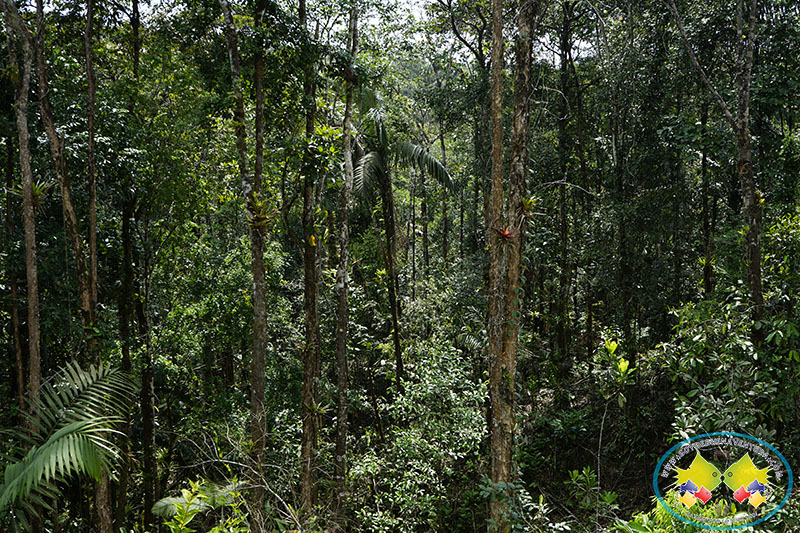 33 Autoridades Ambientales ya están implementando los instrumentos de gobernanza forestal en Colombia