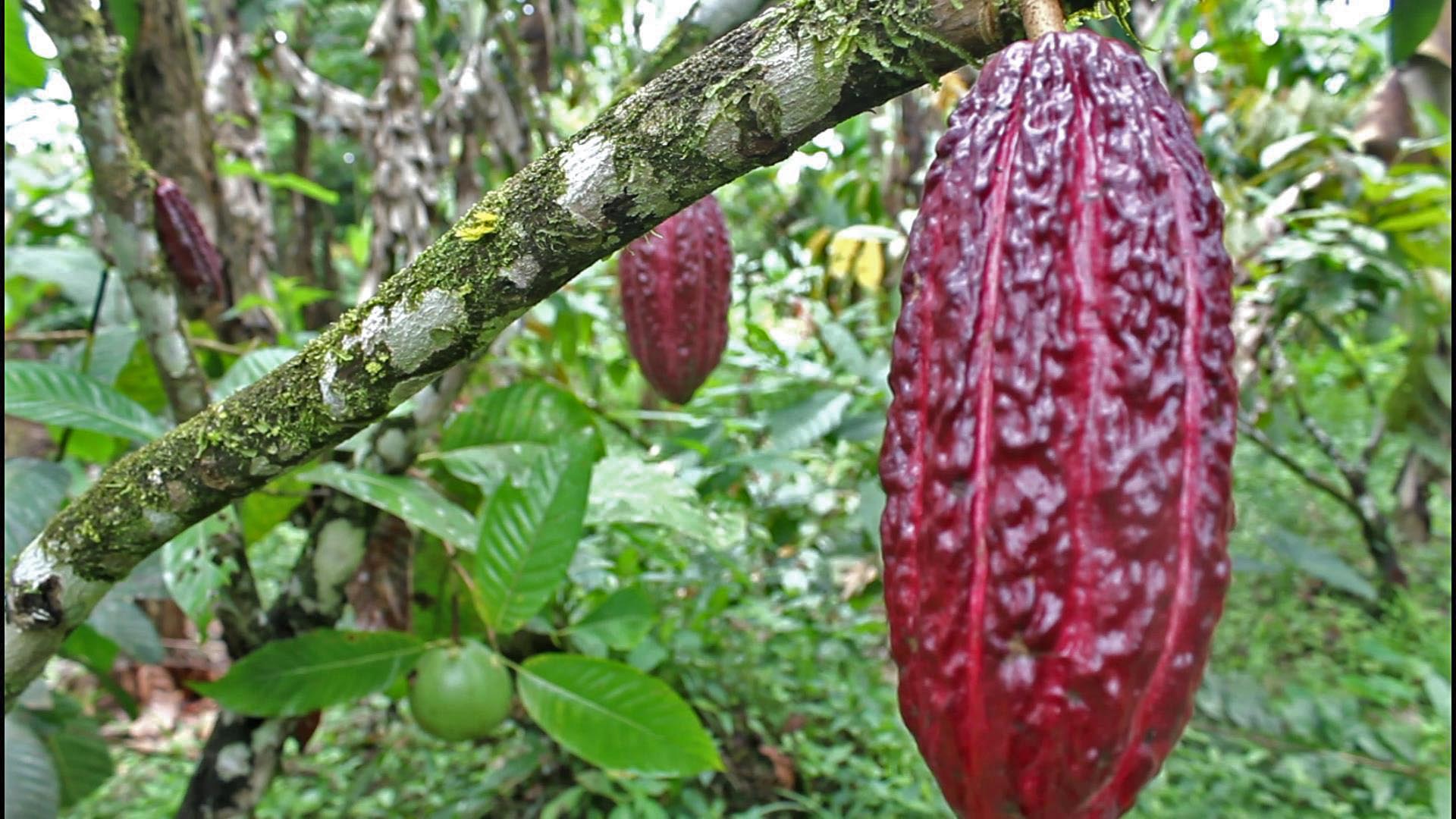 4.000 semillas de cacao fueron entregadas a agricultores de Sabaletas en Buenaventura