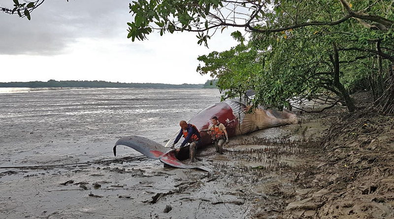 Cerca de la zona portuaria hallaron ballena muerta en la bahía de Buenaventura