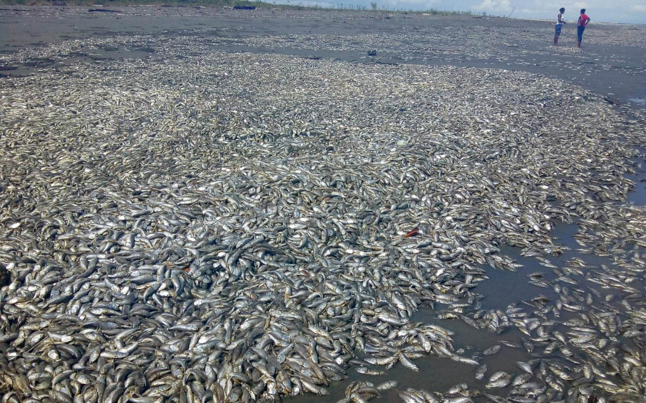 Autoridades ambientales investigan causas de mortandad de peces en el sur del Chocó