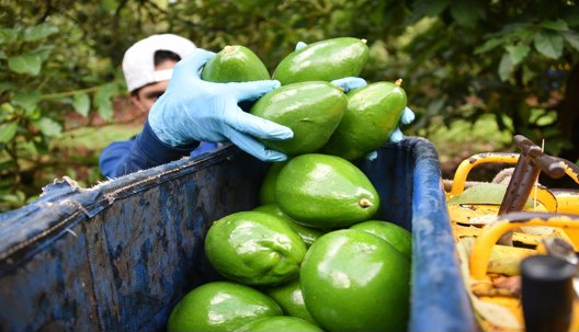 El Chocó se suma a los departamentos que exportan aguacate hass a Europa