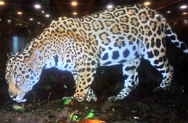 En zona rural de Buenaventura se han avistado 2 jaguares