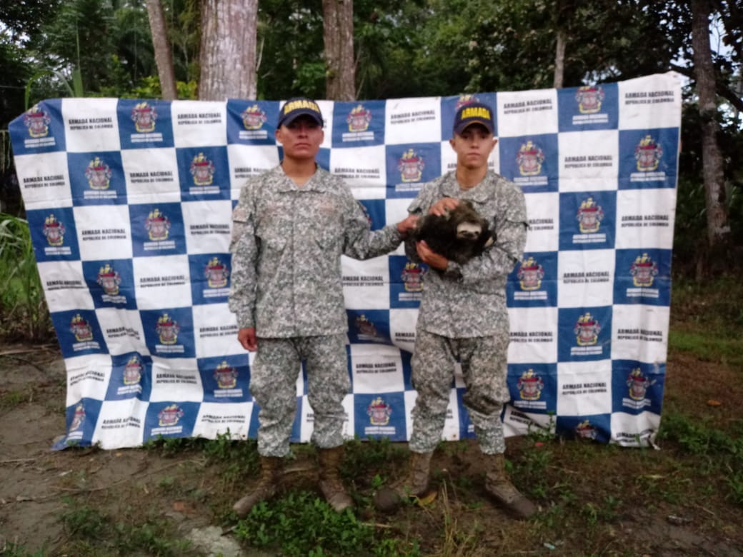 La Armada Nacional rescató una tortuga y un oso perezoso que se encontraban en peligro en el pacífico colombiano