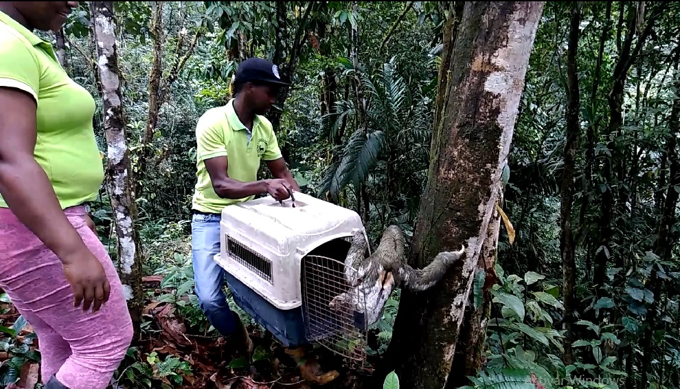 CVC rescata y libera un oso perezoso hembra en Santa Elena, zona rural de Buenaventura