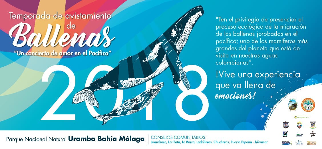 Dimar invita a apreciar la temporada de avistamiento de ballenas: “Concierto de amor en el Pacífico”