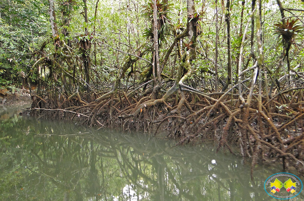 Conservación Internacional y WWF revisan resultados del proyecto GEF Manglar