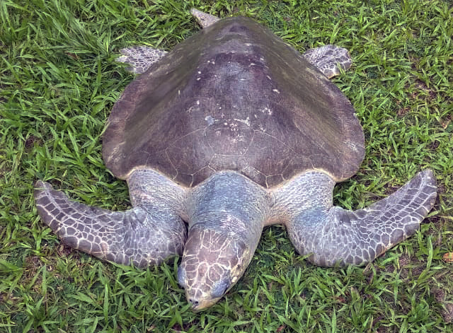 Biólogos de la Dimar apoyaron rescate de tortuga Golfina en Tumaco