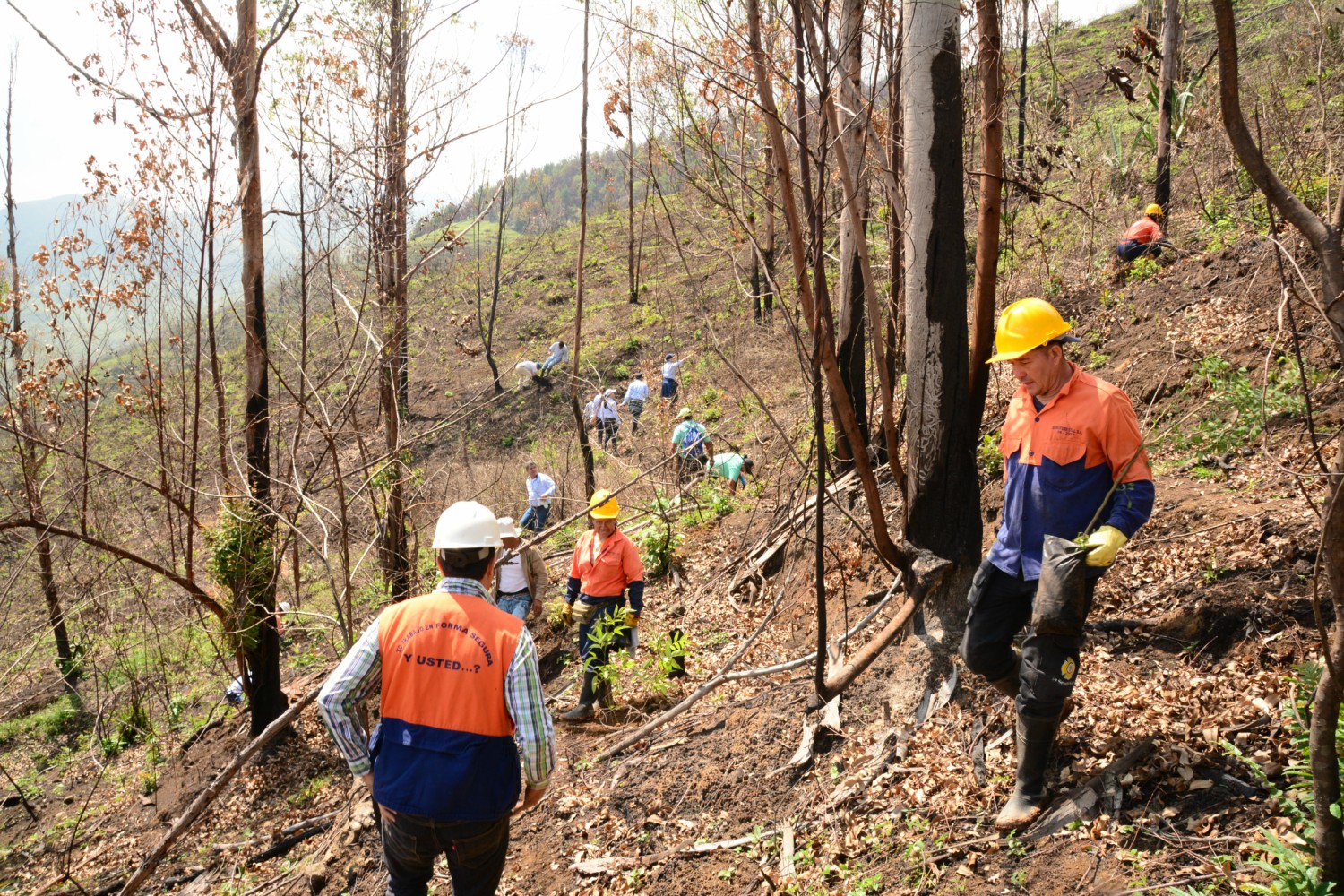La CVC lideró la siembra de  un centenar de árboles en cerro de Dapa